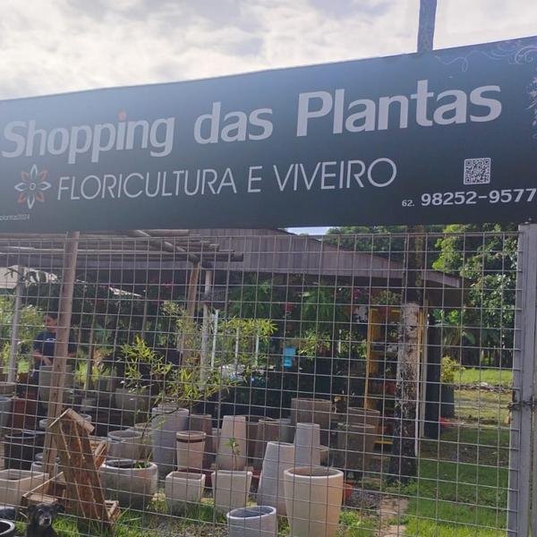 Orquídeas floridas
