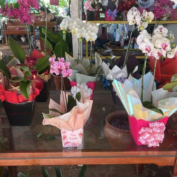 Plantas em vaso
