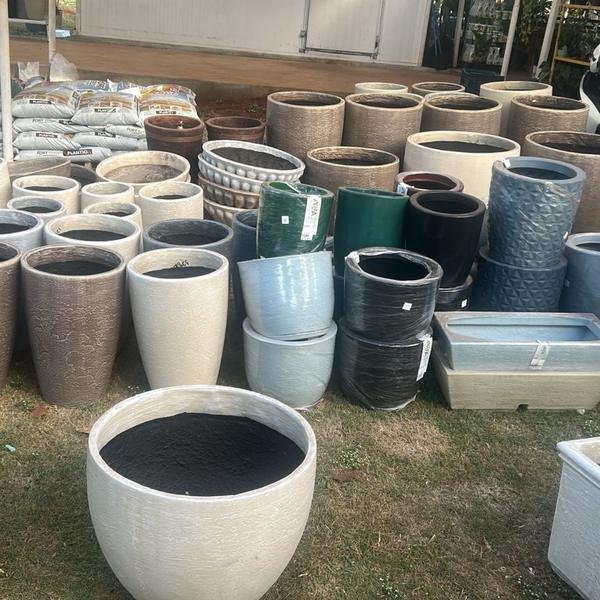 Plantas ornamentais no viveiro