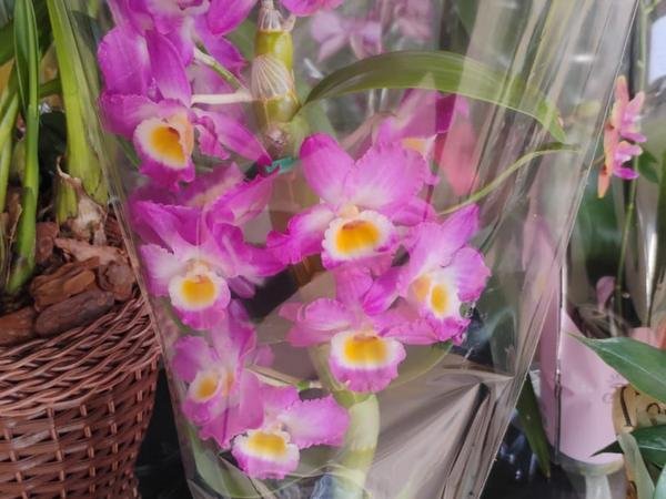 Flores da estufa